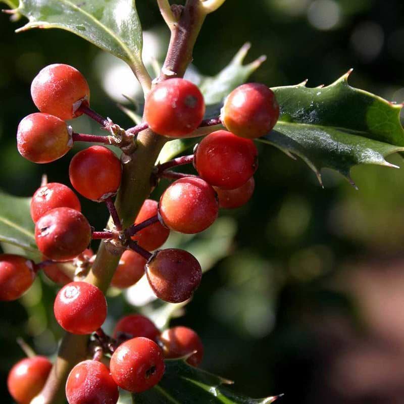 Ilex aquifolium Alaska
