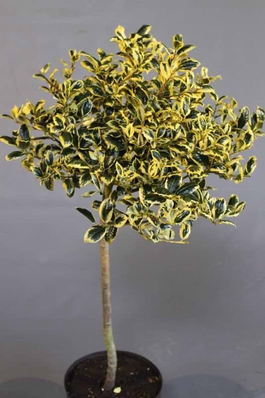 Ilex aquifolium Golden van Tol opstammet