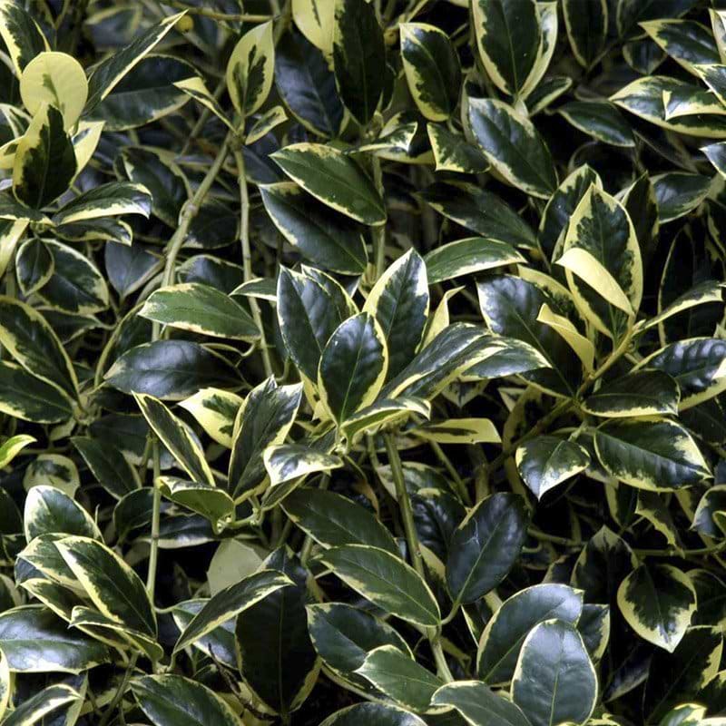 Ilex aquifolium Golden van Tol