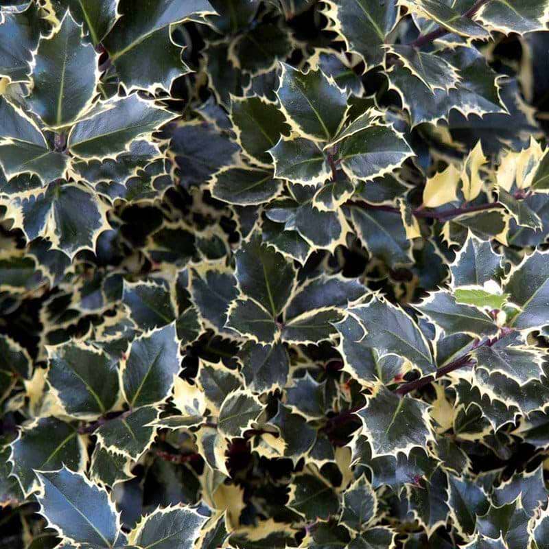 Kristtorn Hvidbroget (Ilex aquifolium 'Silver Queen') - Flere Varianter