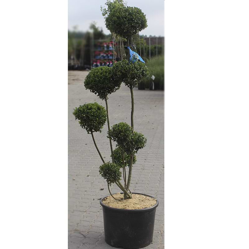 Dværgkristtorn