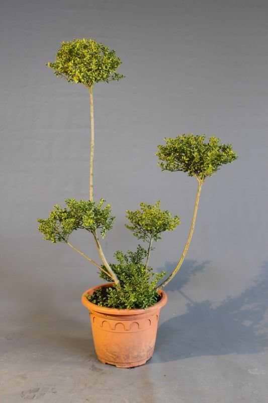Ilex crenata Convexa