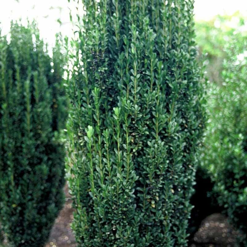 Ilex crenata Fastigiata