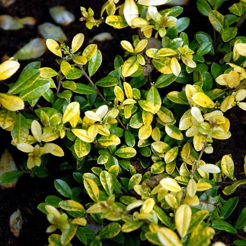Dværg kristtorn golden gem