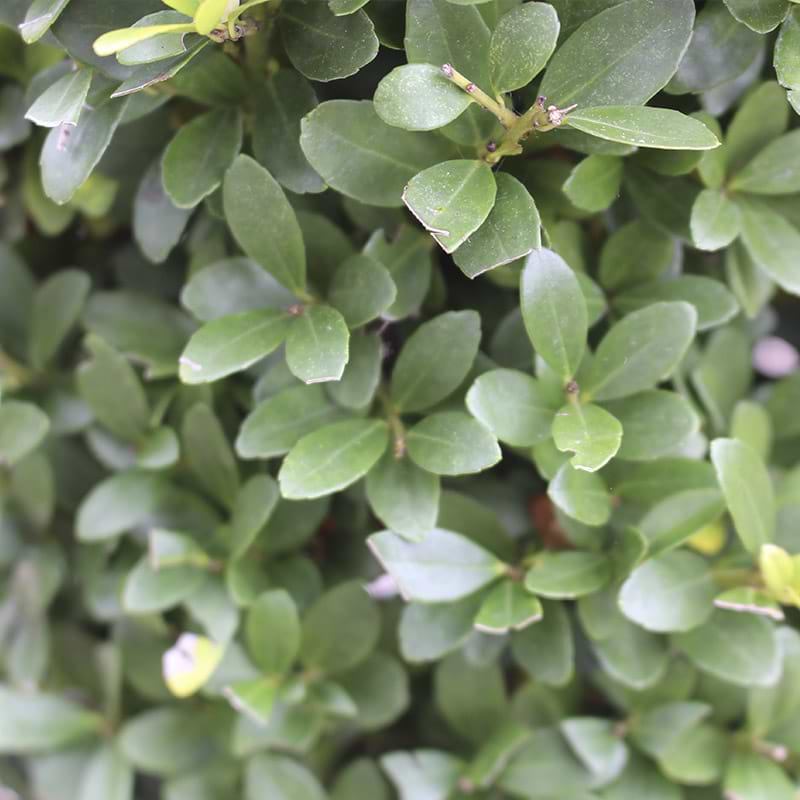 Ilex dark green