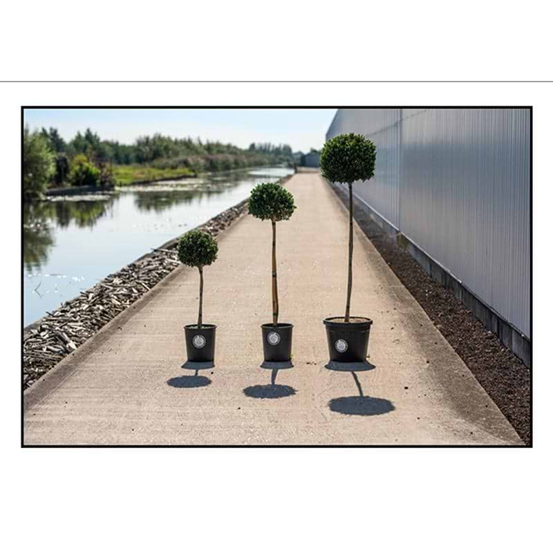 KRISTTORN (ILEX CRENATA 'DARK GREEN') OPSTAMMET - FLERE VARIANTER