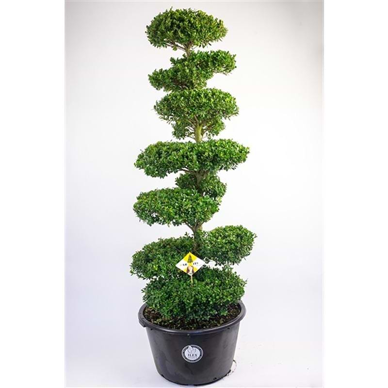 KRISTTORN (ILEX CRENATA 'DARK GREEN') 175CM BONSAI