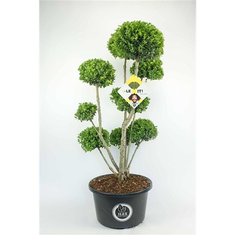 KRISTTORN (ILEX CRENATA 'DARK GREEN') 80-100CM BONSAI