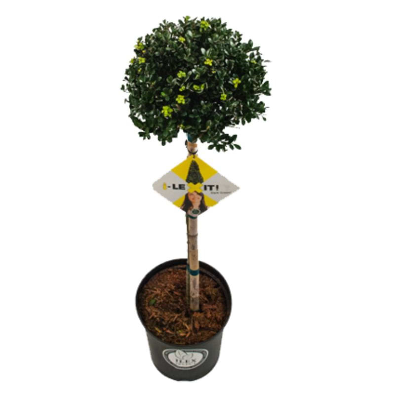 Ilex crenata 'Dark Green'