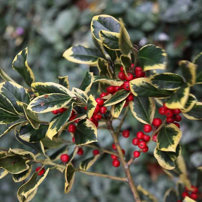 KRISTTORN GULBROGET (ILEX ALTACLARENSIS 'GOLDEN KING') - bær