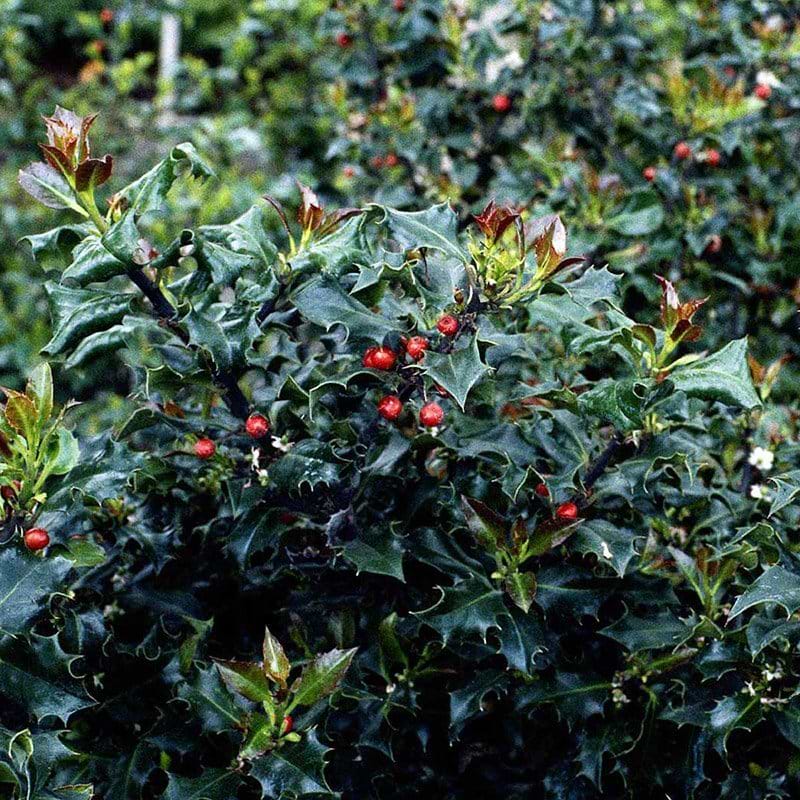 Ilex meserveae Blue Angel