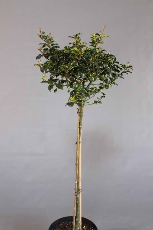 Ilex meserveae Blue Princess opstammet