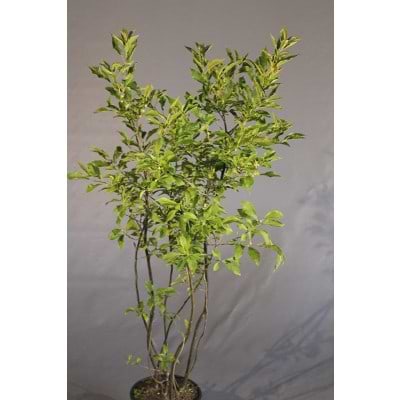 Ilex Verticillata