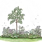 Færdigbed med hjemmehørende planter - 12 KVM