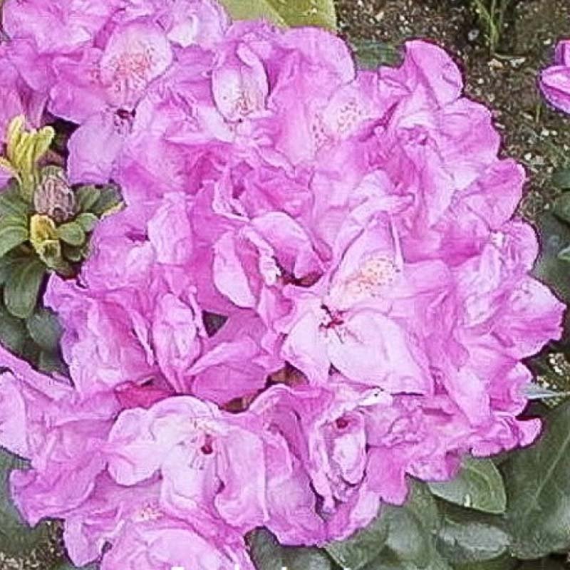 imbricatum