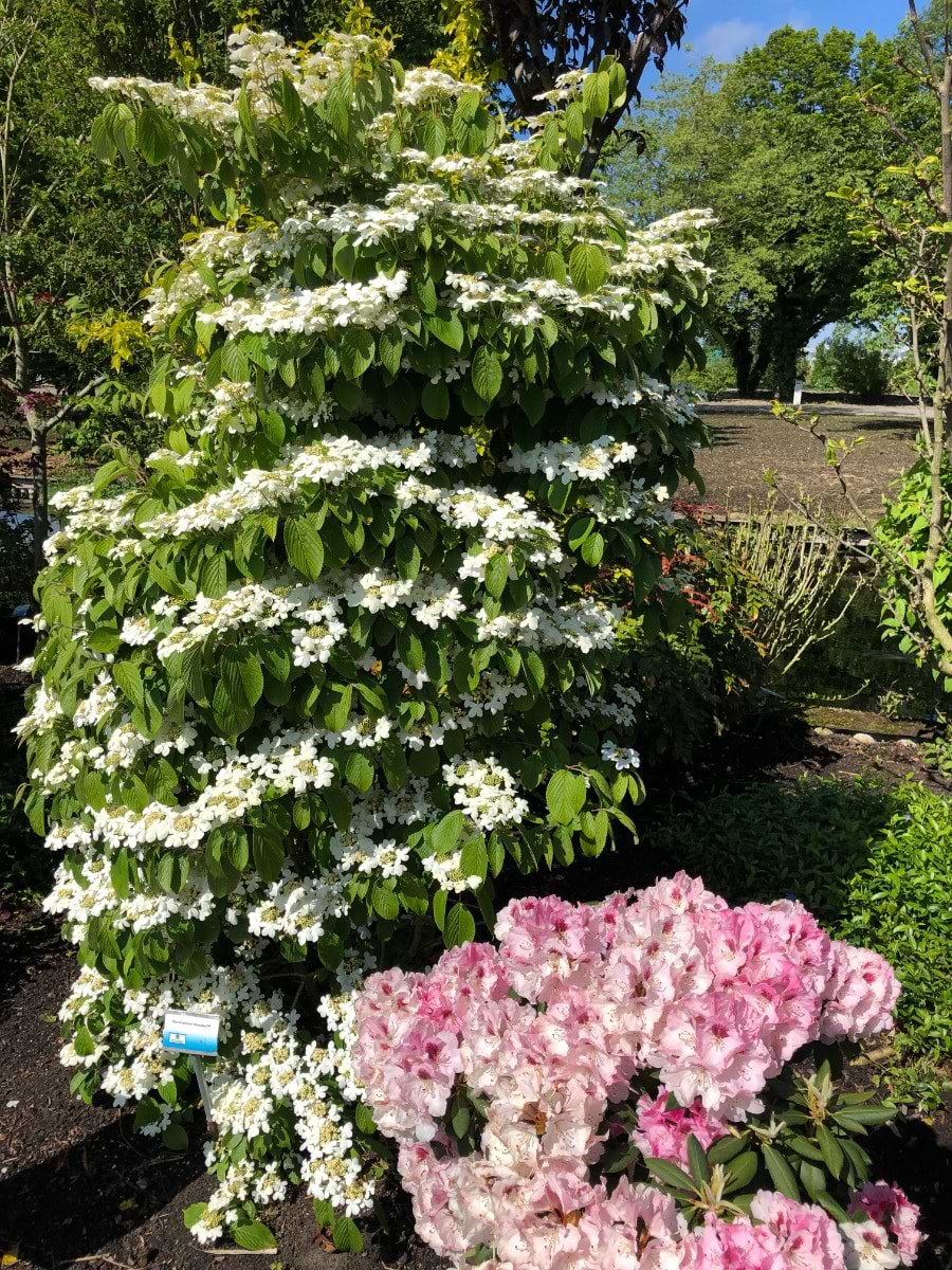 Japansk Snebolle (Viburnum plicatum 'Kilimandjaro') 50-80 cm