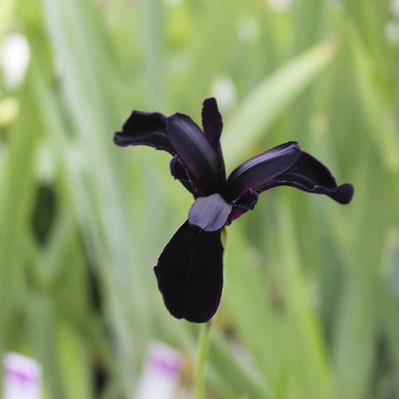 sort iris