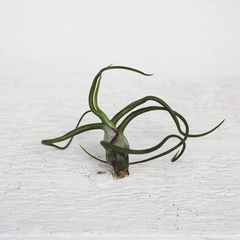 tillandsia