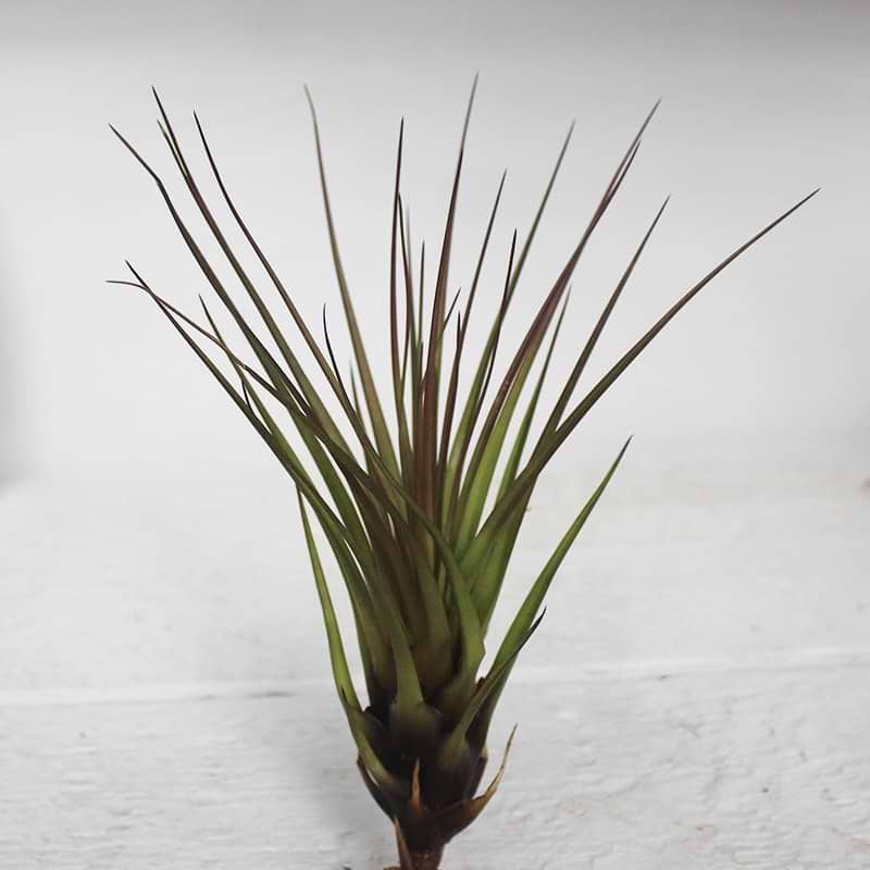 tillandsia
