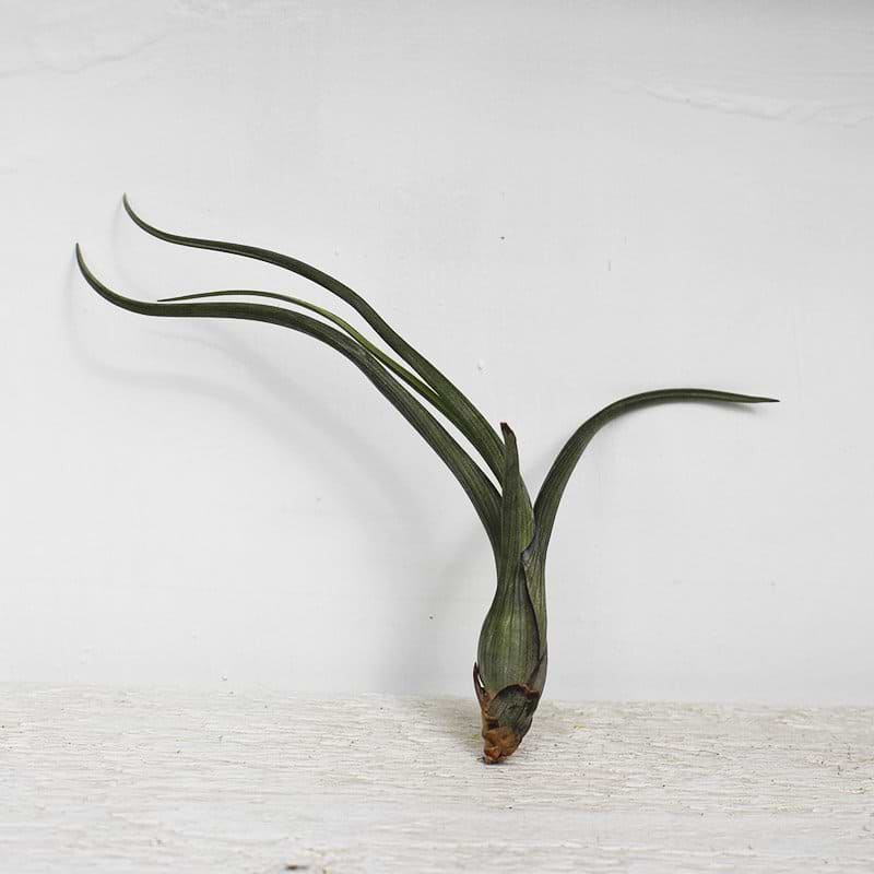 tillandsia