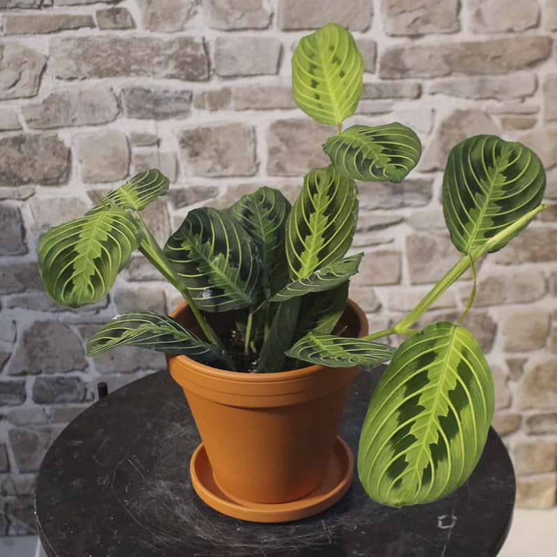 Maranta 'Lemon Lime'