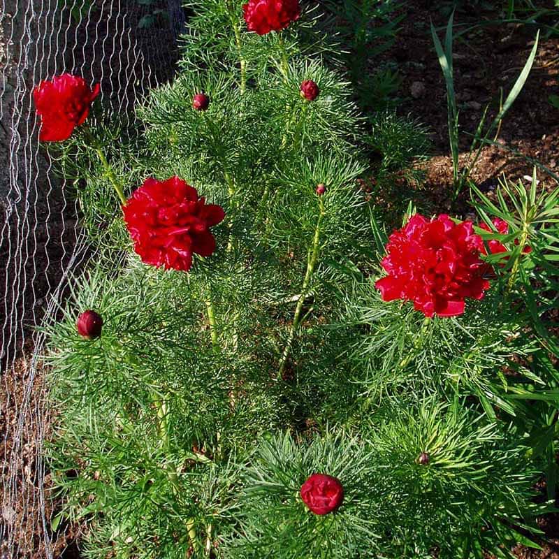 Paeonia tenuifolia Plena