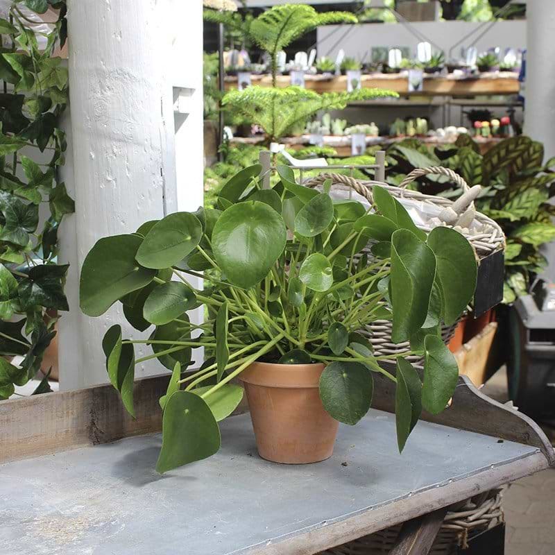 Pilea