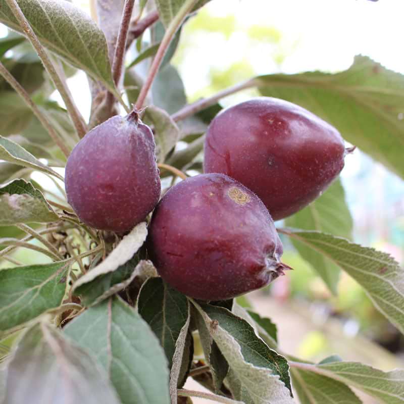 Søjleæbletræ (Malus domestica 'Red Leaf') 50 - 100 cm
