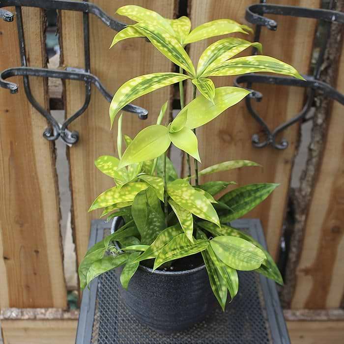 dracaena plant yellow leaves Dracaena 'Sol' staggered 10" cane