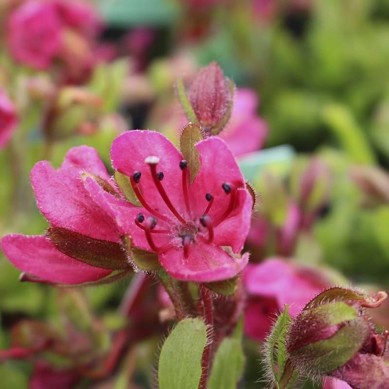Rhododendron camtschaticum Rød Form blomst