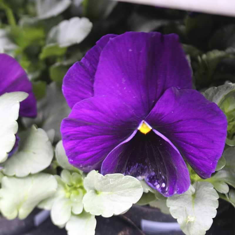 Stedmoderblomster - Mørk Blålilla - 18 Styk