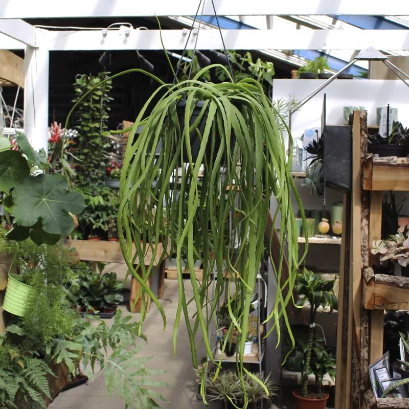 Hængekaktus plante