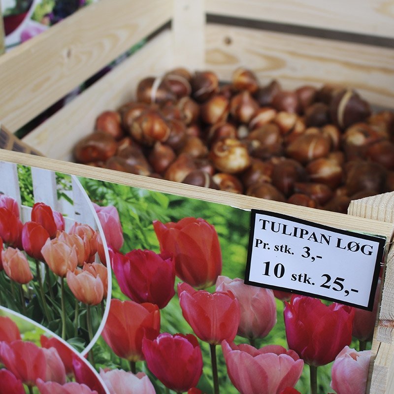 tulipanløg i kasse