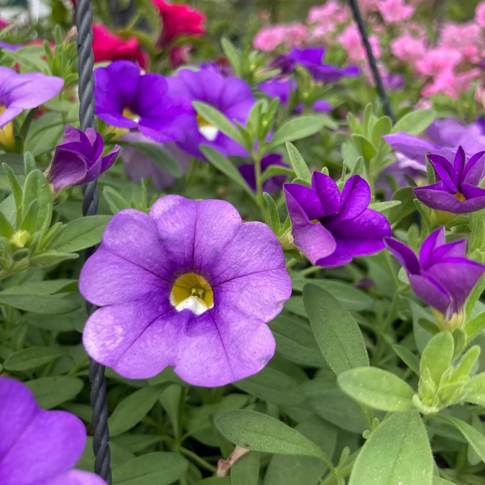 Hængeampel - Petunia Million Bells - Lilla nuancer