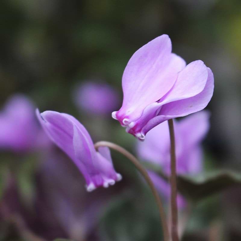 Alpeviol blomst