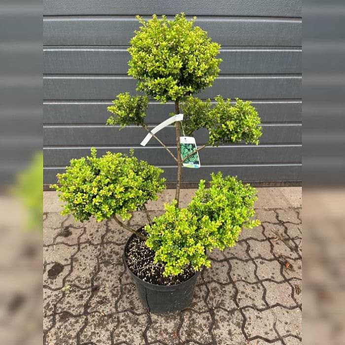 gold bambus balkon Golden Goddess Bamboo