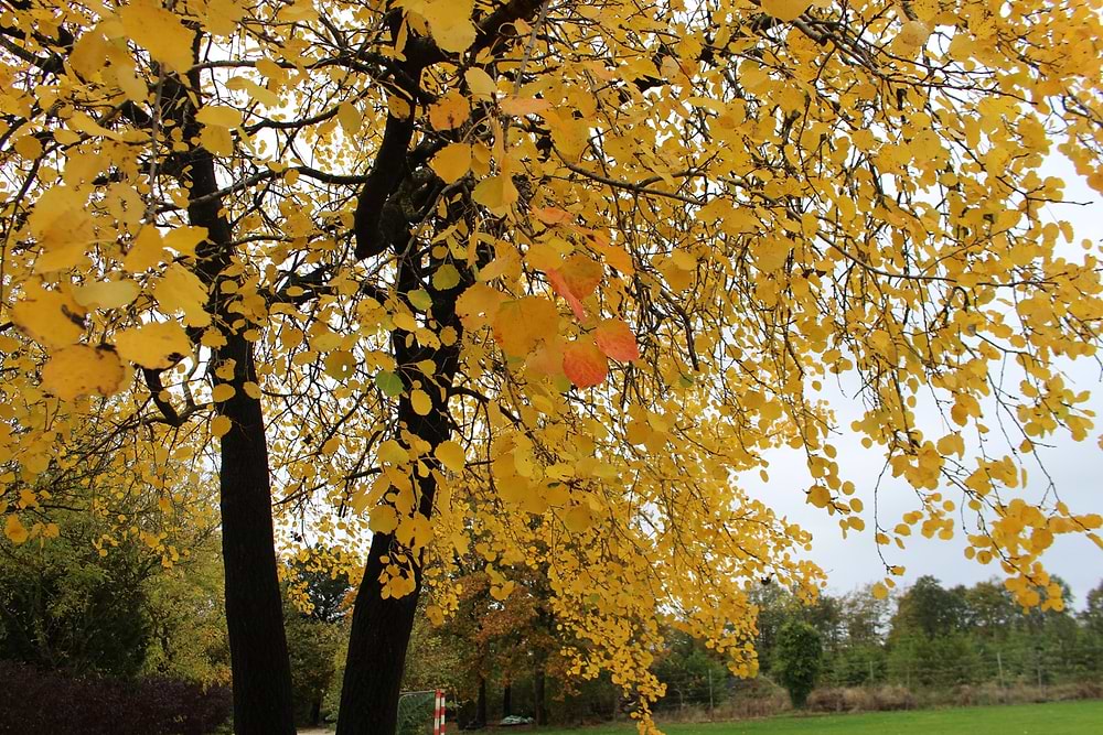 Bævreasp (Populus tremula) Enstammet 200-250 cm 