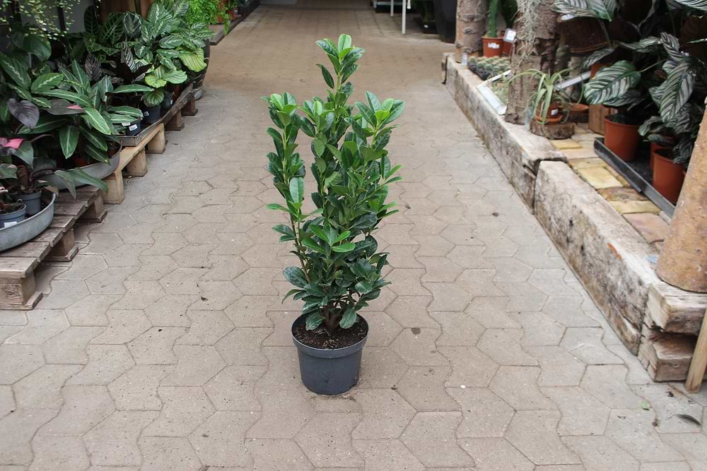 Laurbærkirsebær (Prunus laurocerasus 'Bonaparte®') 60-80 cm
