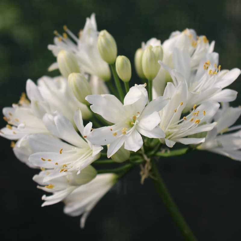 Skærmlilje Agapanthus Double Diamond