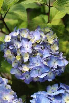 Hortensia Endless Summer Bloom Star blå