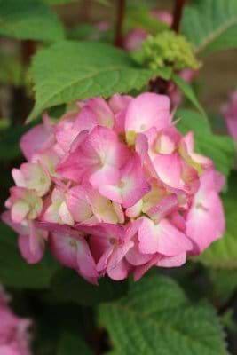 Endless Summer Bloom Star hortensia 