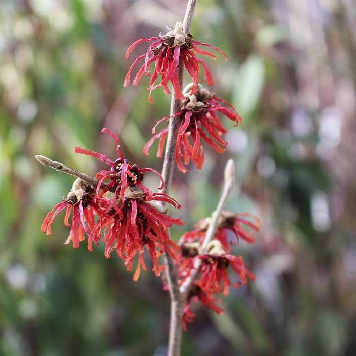 troldnød med orange røde blomster