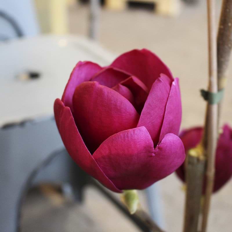 smuk magnolia