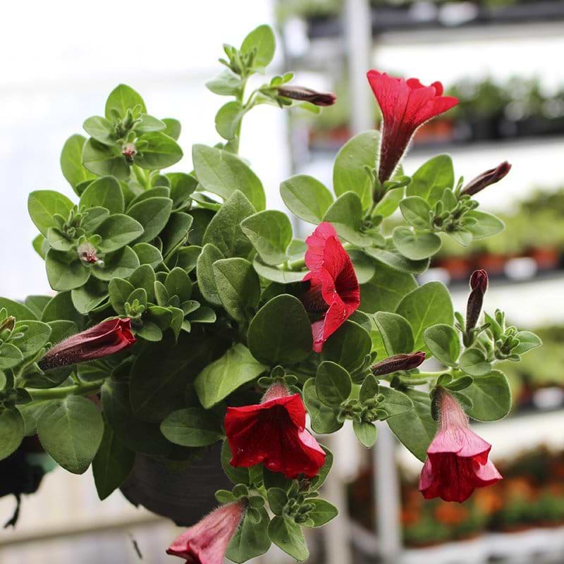 rød petunia