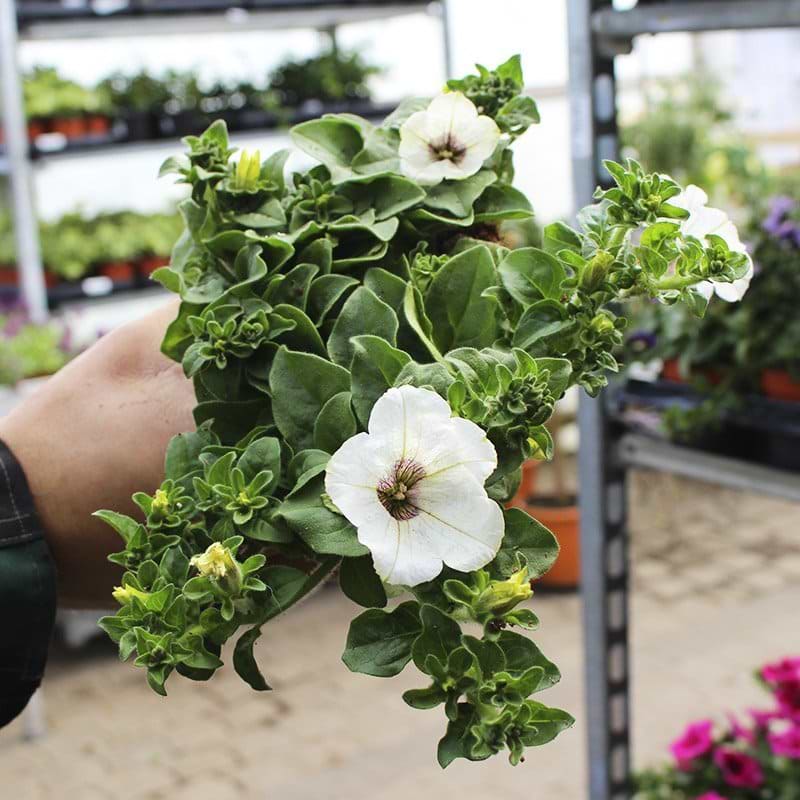 hvid petunia