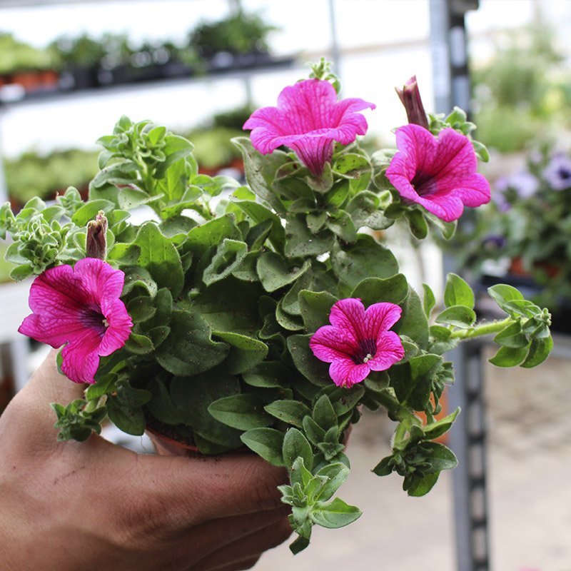 pink blomster