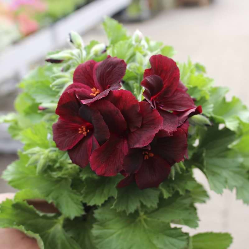 bordeouxfarvet blomst