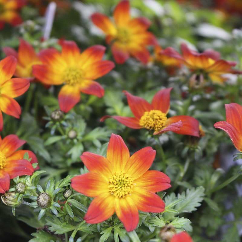 orange sommerblomst