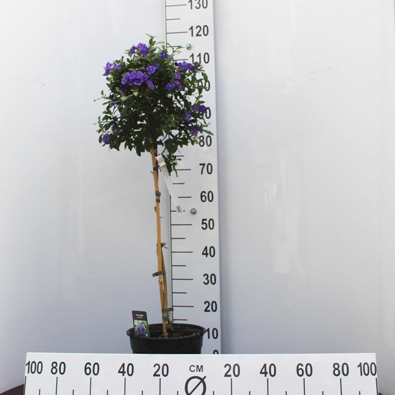 opstammet sommerblomst med lilla blomster