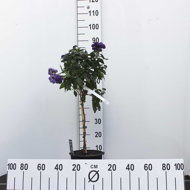 opstammet sommerblomst